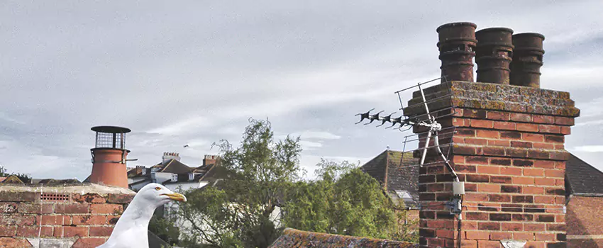 Chimney Cleaning And Restoration in Buenaventura Lakes, Florida